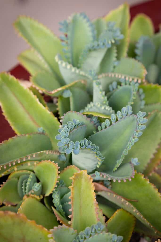 Mother of thousands plant