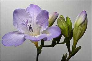 Freesia Flowers: Meaning, Symbolism, and Proper Occasions Picture