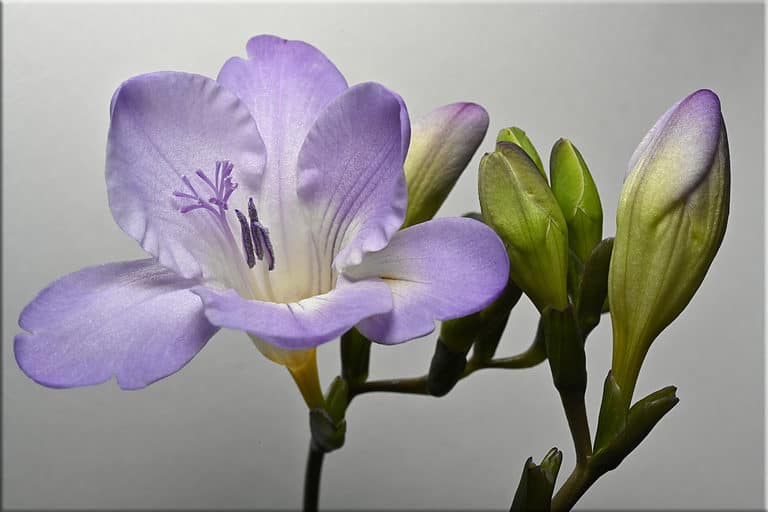 Freesia flowers