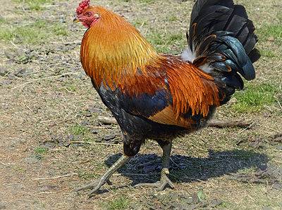 A Rhode Island Red Chicken