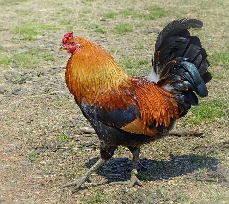 Rhode Island Red Rooster isolated - state animals of Rhode Island