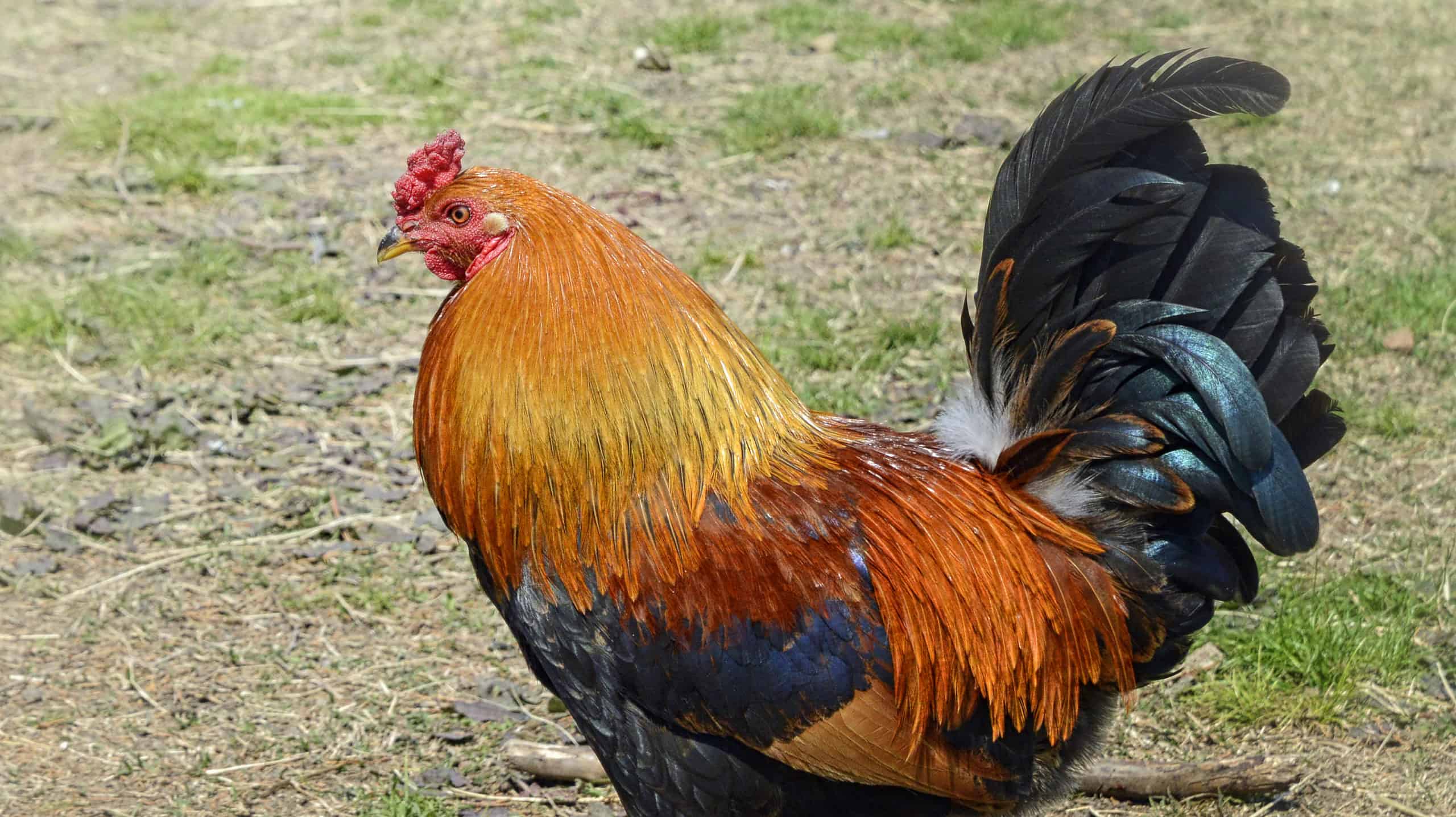 Rhode Island Red Rooster isolated