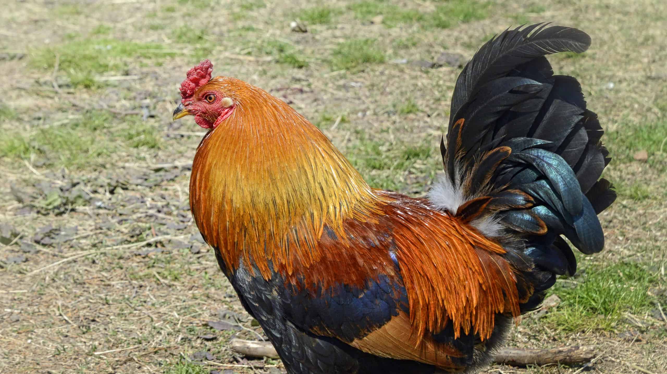 Rooster Bird Facts - Gallus domesticus - A-Z Animals