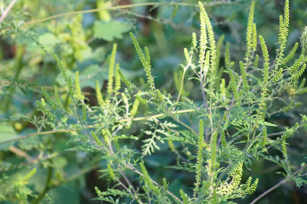 Ragweed in bloom