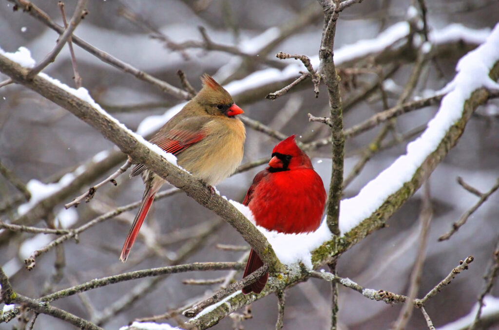 Pair of cardinals perching on a tree branch in the snow