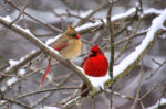 Seven U.S. states have chosen the Northern Cardinal as their official state bird.