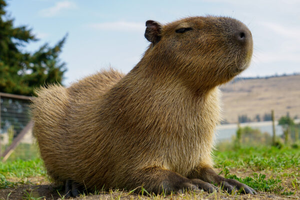 Capybara posing for the shot