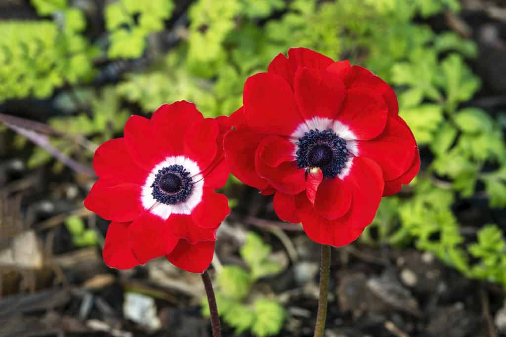 Anemone coronaria 'Hollandia' a spring flowering bulbious plant with a red springtime flower, stock photo image