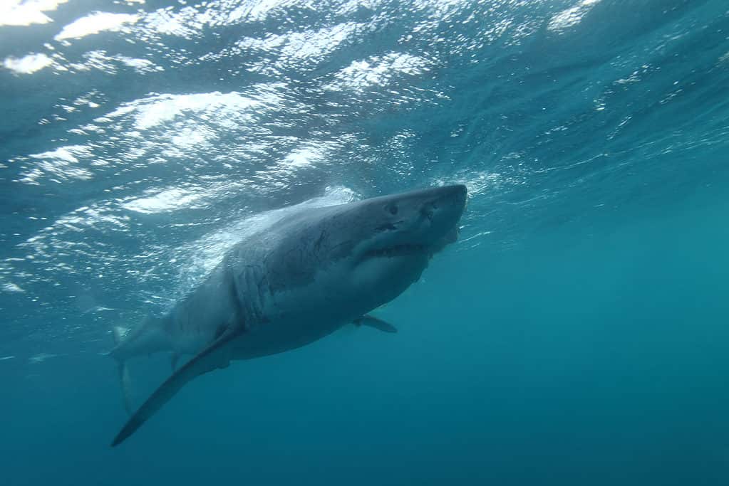 one of the largest great white sharks, Carcharodon carcharias, ever observed, a 5.5 meter female named Jumbo, Neptune Islands, South Australia