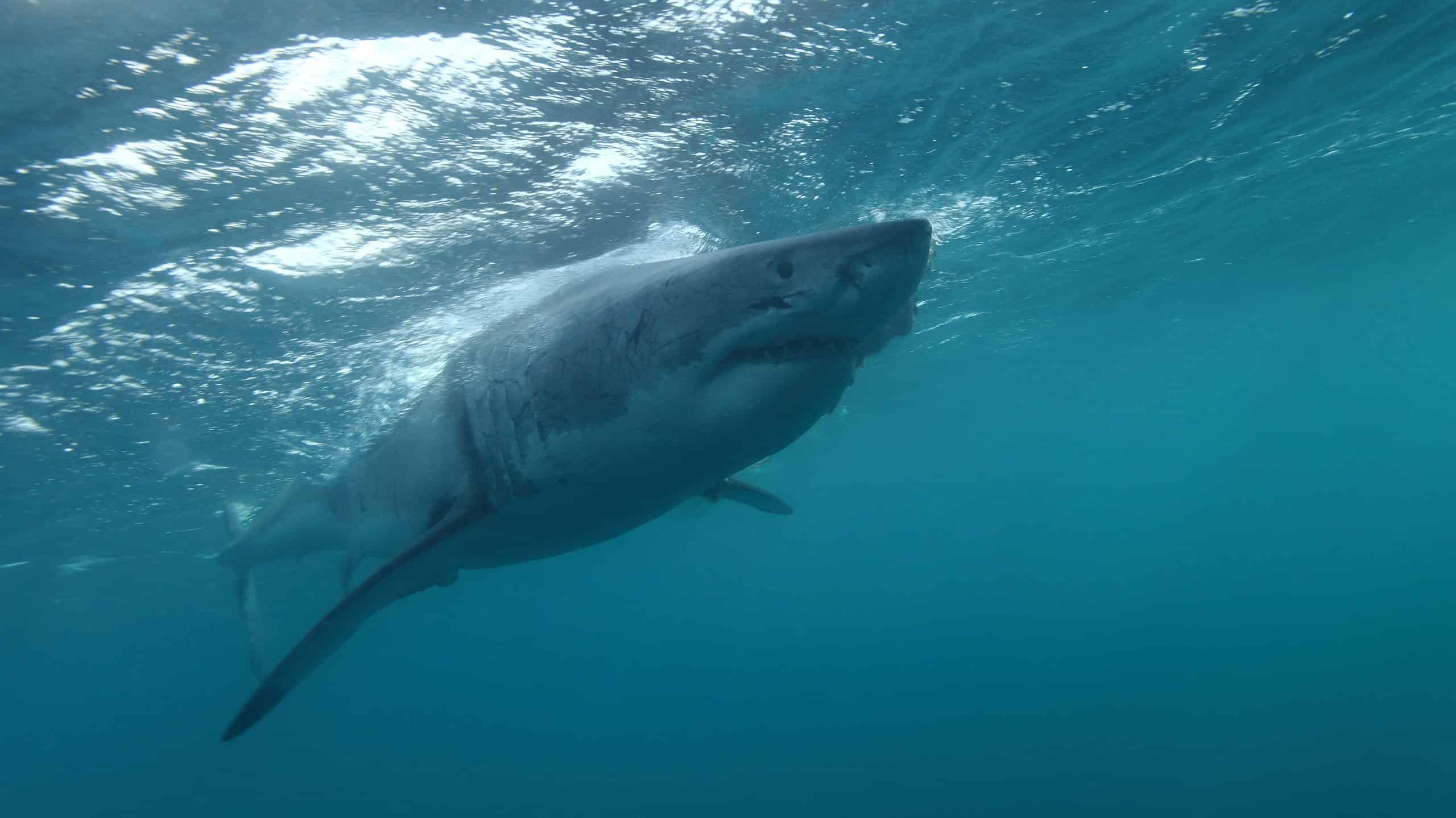 one of the largest great white sharks, Carcharodon carcharias, ever observed, a 5.5 meter female named Jumbo, Neptune Islands, South Australia