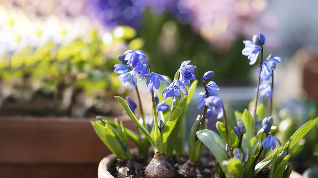 Scilla siberica flowers sprouting from bulb.