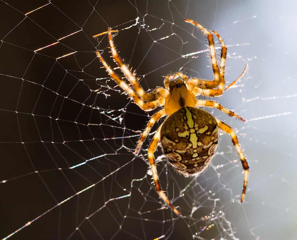 European garden spider (araneus diadematus)