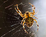 Close-up of Araneus diadematus, European garden spider on its web.