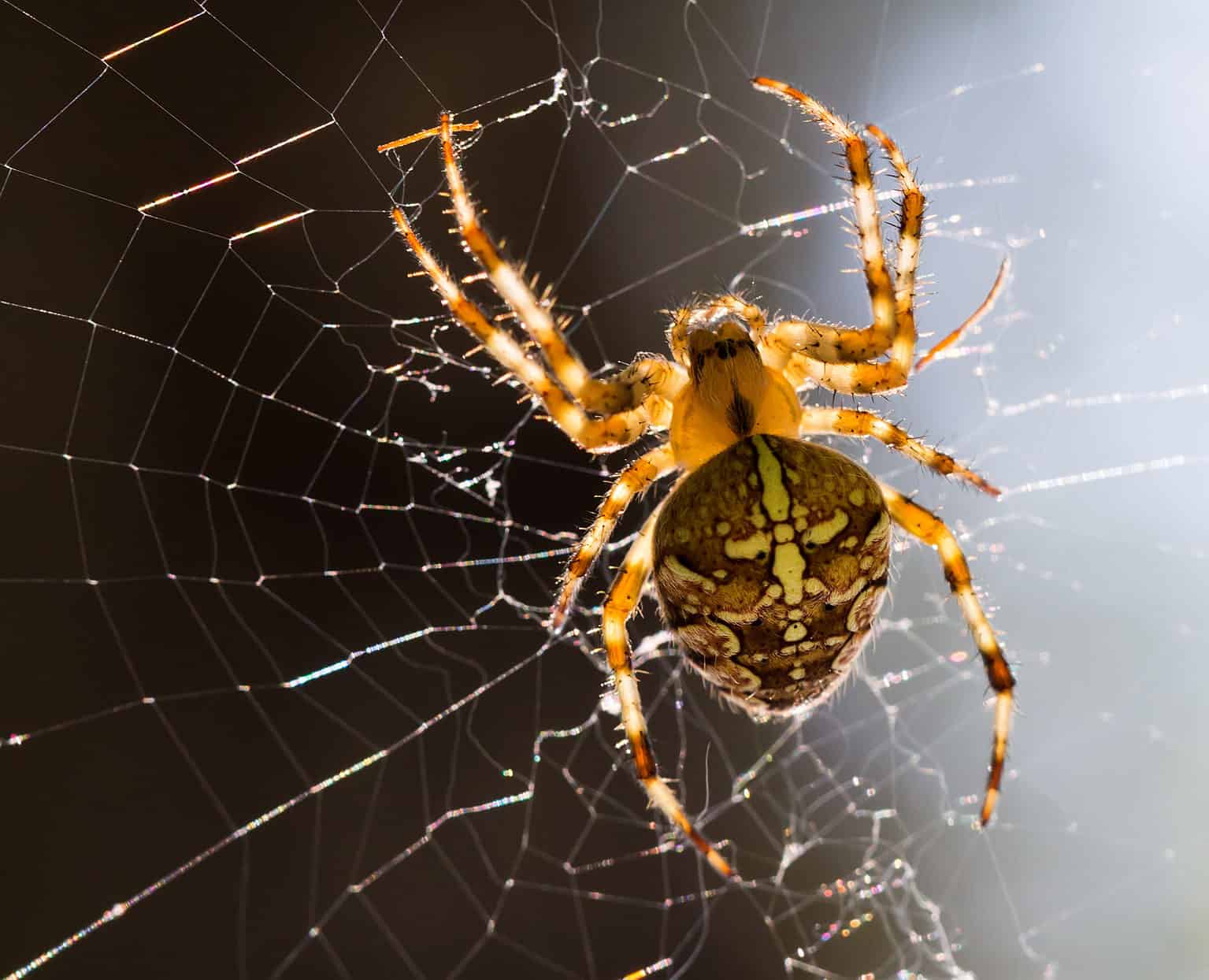 Discover the 9 Smallest Spiders in the World