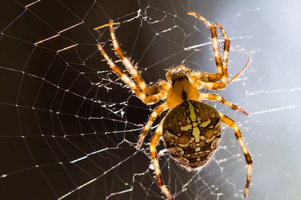 Close-up of Araneus diadematus, European garden spider on its web.