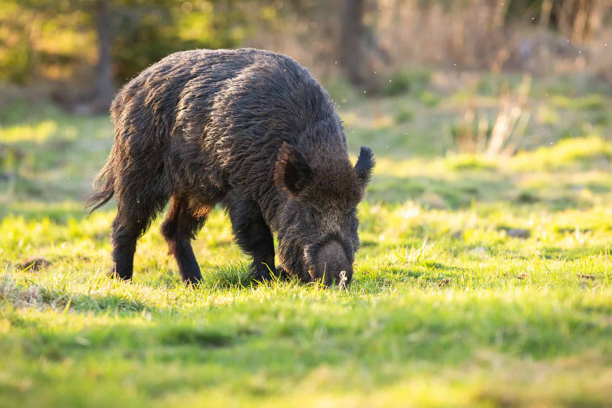 Wild boar, Sus scrofa sniffing ground