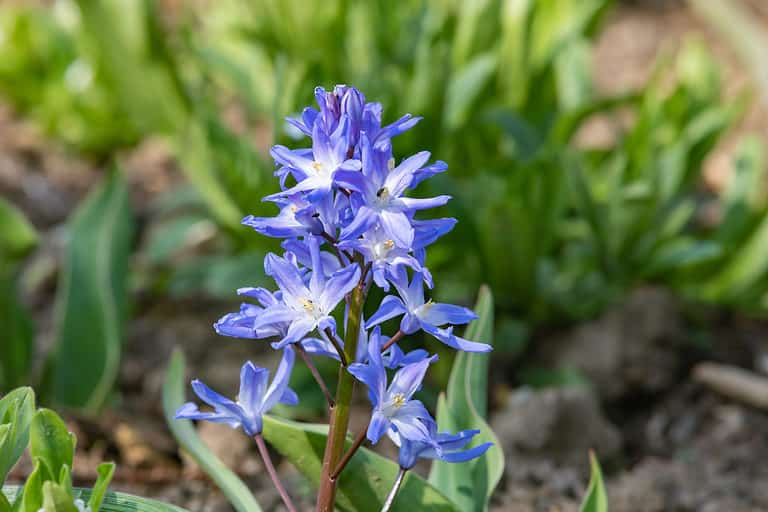 Glory-of-the-Snow (Scilla forbesii)