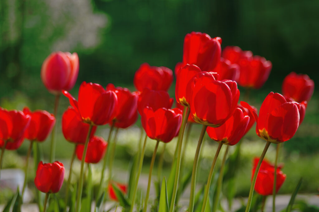 red impression tulip