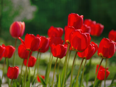 A 10 Types of Red Tulips to Brighten Your Garden