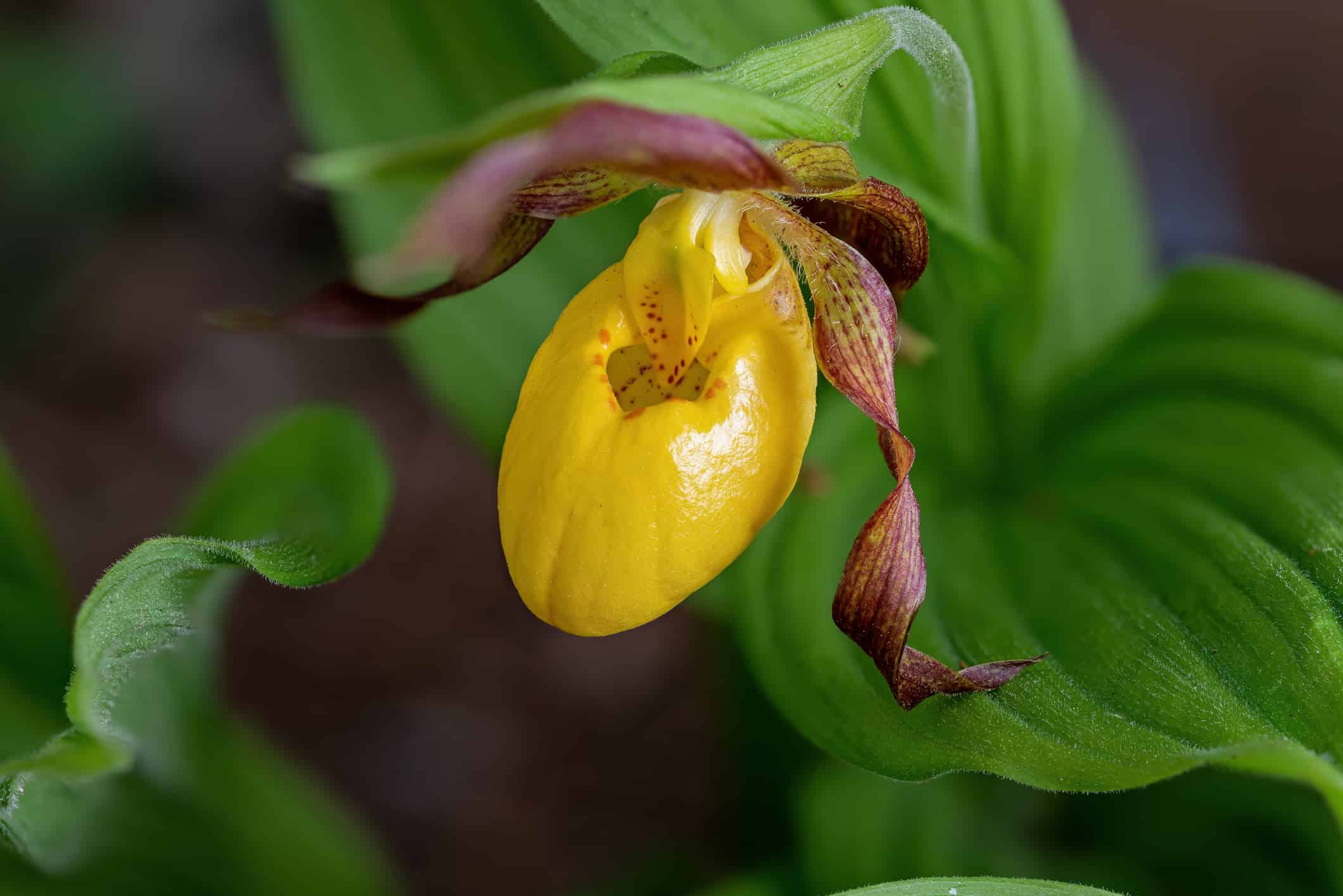 Yellow lady's slipper orchid, Cypripedium parviflorum