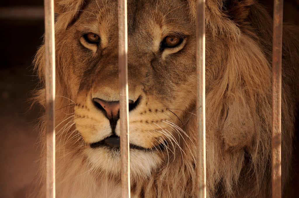 lion in zoo