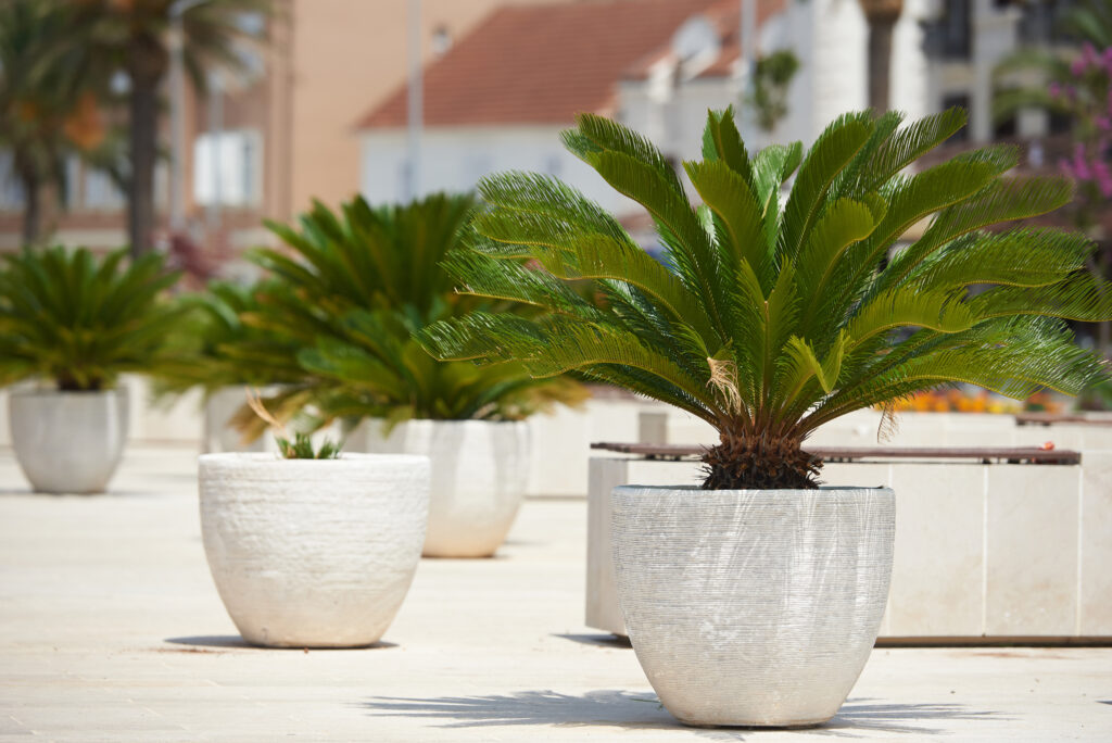 A few Cycas revoluta or sago palmtrees growing from white rounded pots outside of some buildings.
