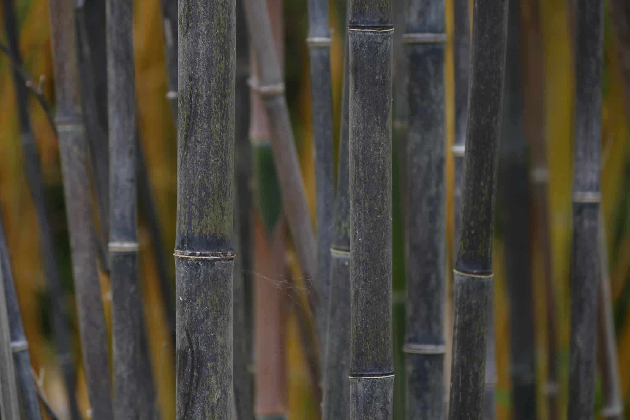 Black bamboo (Phyllostachys nigra)