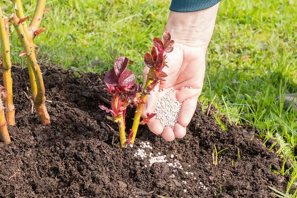 In a woman's hand are granules of mineral fertilizer for feeding an awakened young shoot of a garden rose.