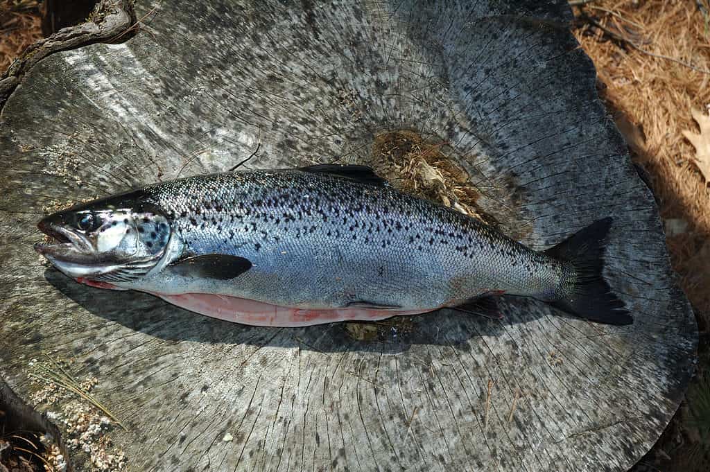 Landlocked salmon