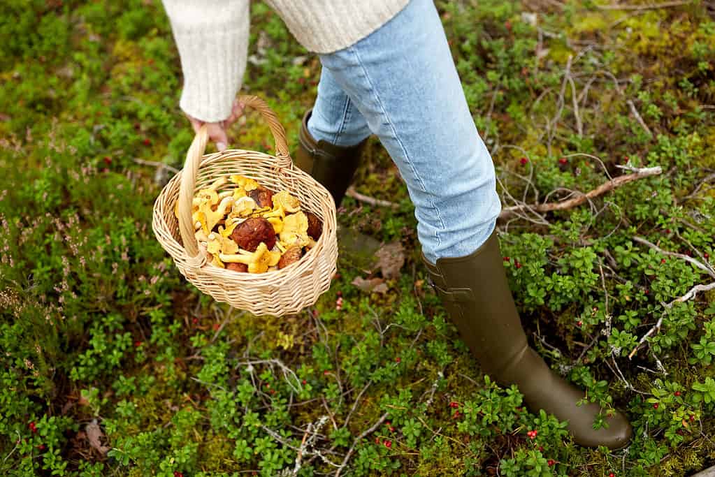 Mushrooms from foraging in wicker basket