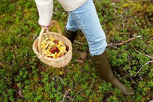 The 5 Best Counties for Mushroom Foraging Picture