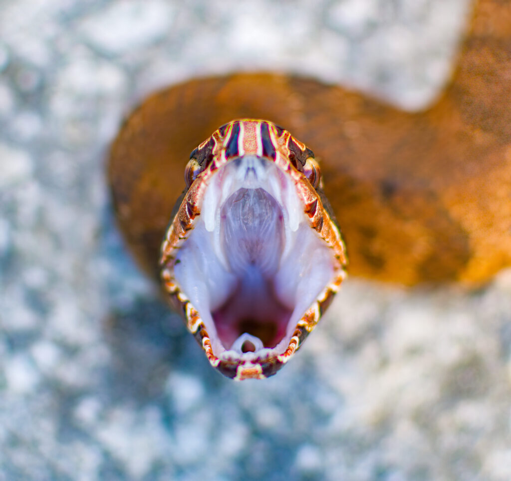 Cottonmouth snake, also known as a Water Moccasin.