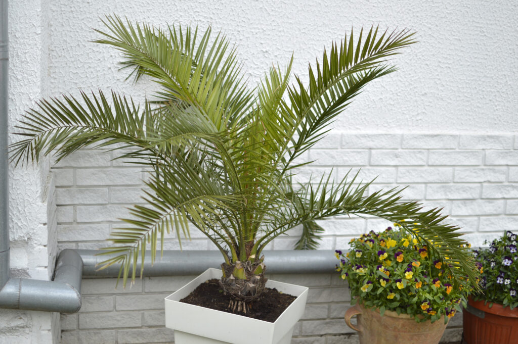 A majesty palm in a white planter against a white brick wall.