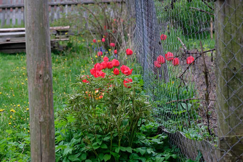 Red tulips grow near a fence