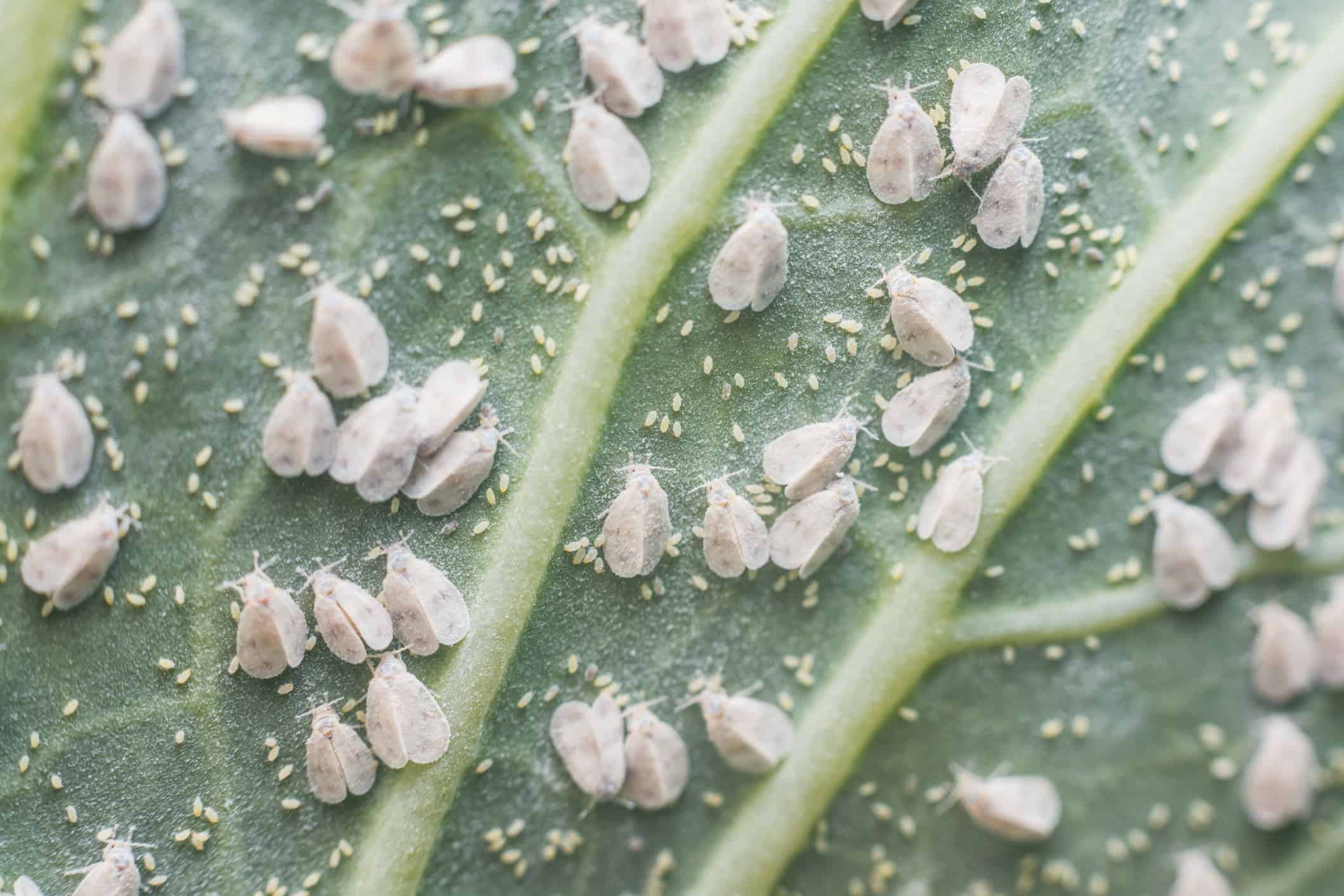 Whiteflies, Aleyrodes proletella