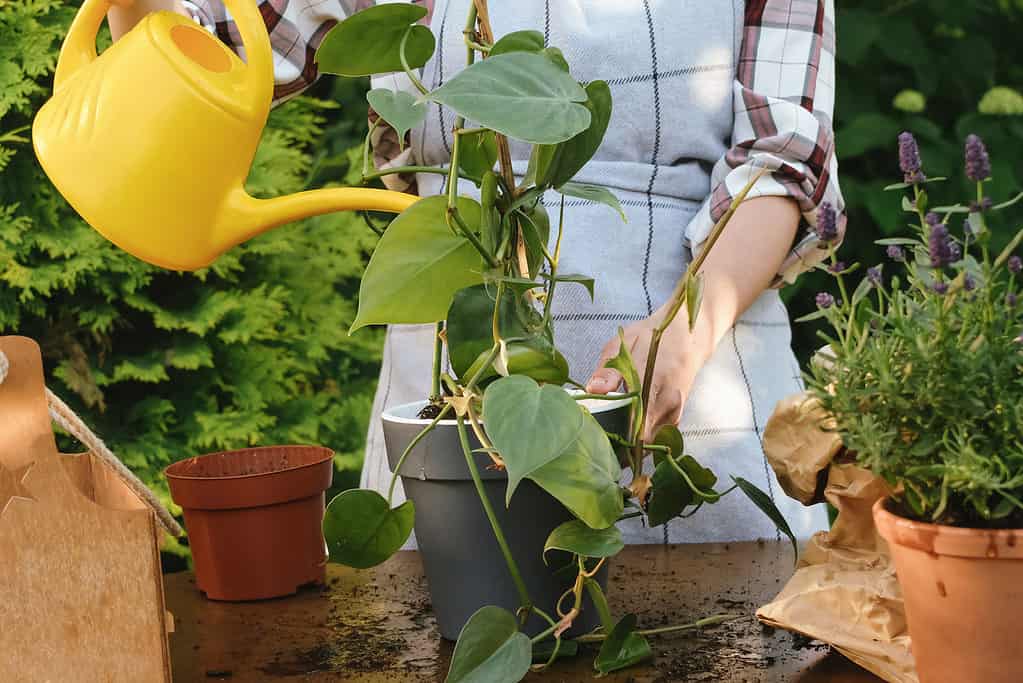 Watering a pothos plant