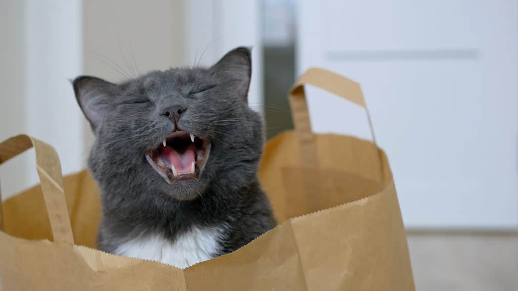 Cat sitting in a paper bag