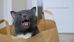 Let The Cat Out Of The Bag: Meaning and Origin Revealed Picture