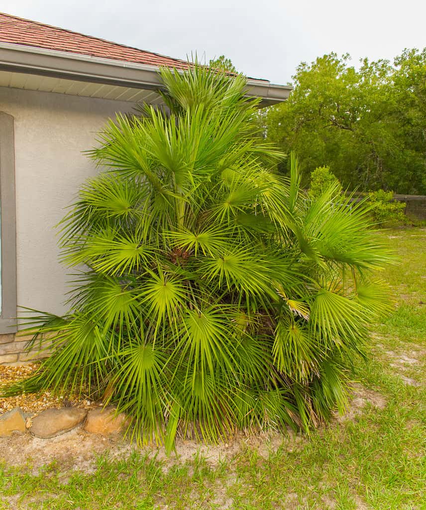 The European fan palm is cold-hardy to Zone 7b and heat tolerant to Zone 11.