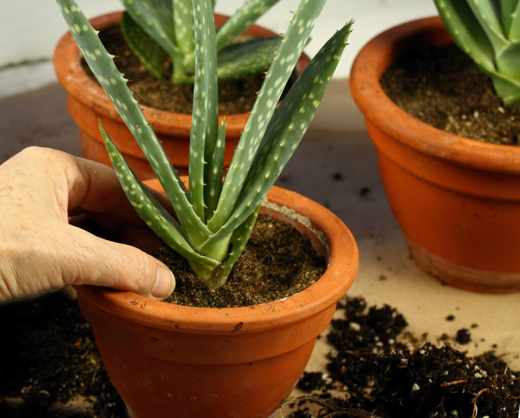Planting Aloe vera in a pot