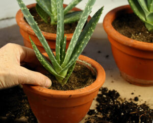 How to Grow Aloe Vera: Your Complete Guide Picture