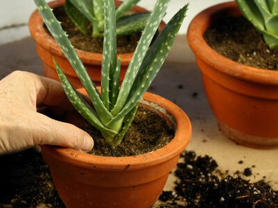 A How to Grow Aloe Vera: Your Complete Guide