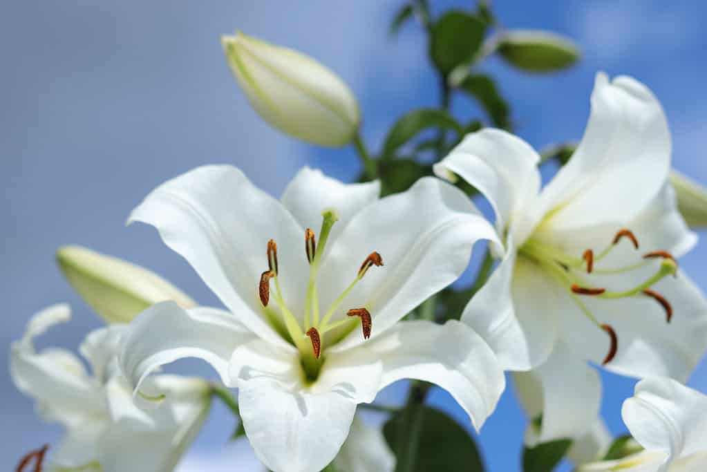 Lilies represent humility and pride.