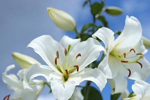 Discover The National Flower of Italy: The White Lily Picture