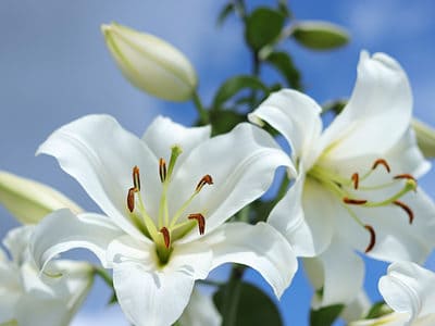 A Discover The National Flower of Italy: The White Lily