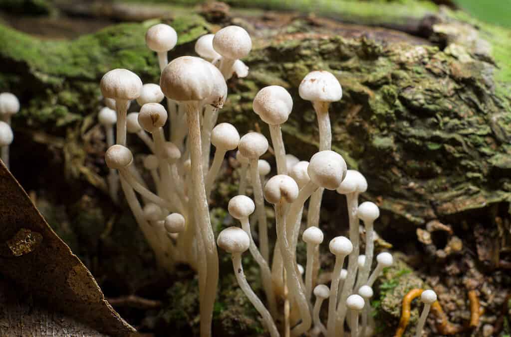 A close-up of enoki mushrooms (Flammulina filiformis) in the forest.