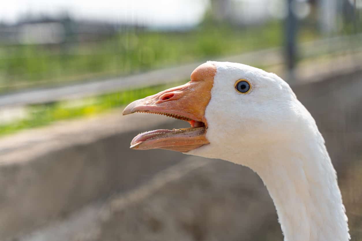 goose teeth/geese teeth