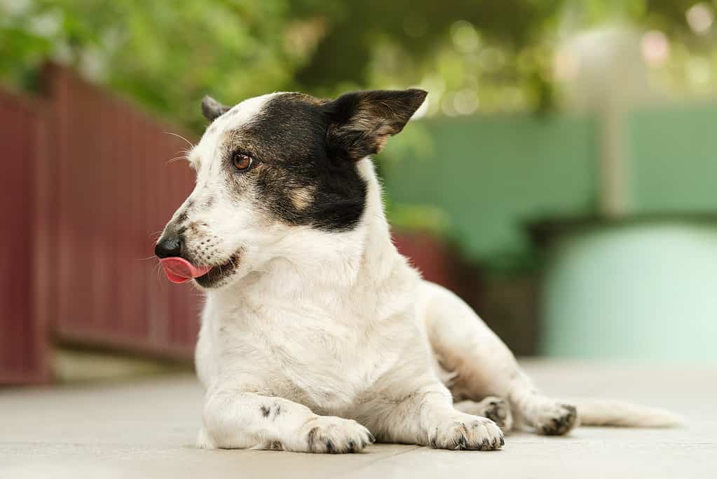 Dog with tongue out