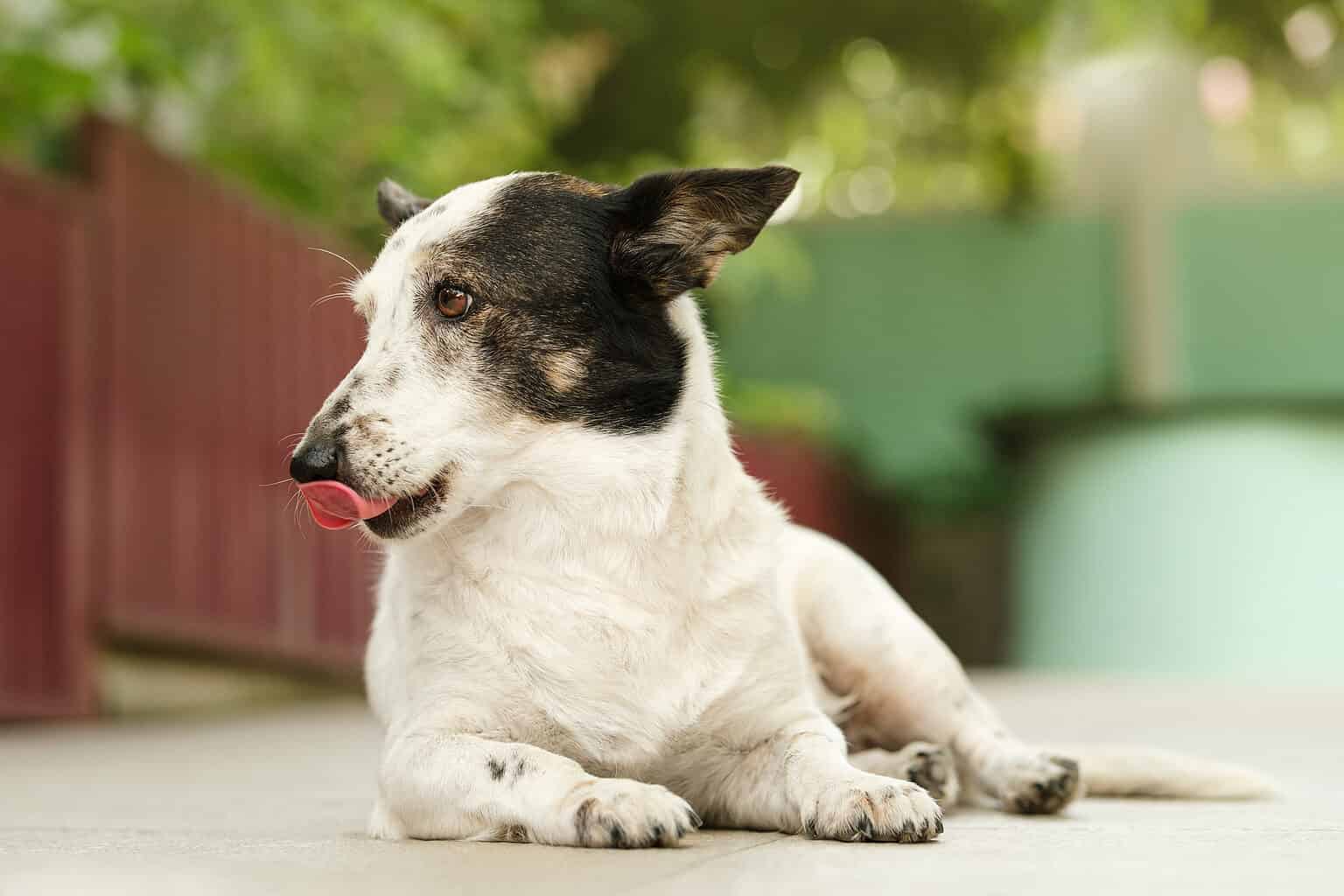 Why Does My Dog Keep Licking The Floor? All The Reasons AZ Animals
