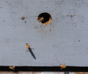 Bee Nests: Your Guide to Creating Bee Nesting Grounds